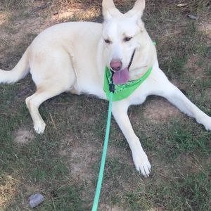 Meet your Posher, Rose